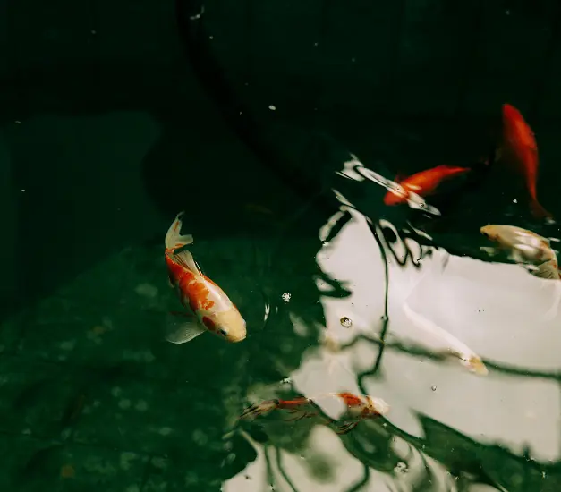 Koi fish swimming in a dark pond with reflections on the water